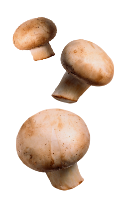 Hongos